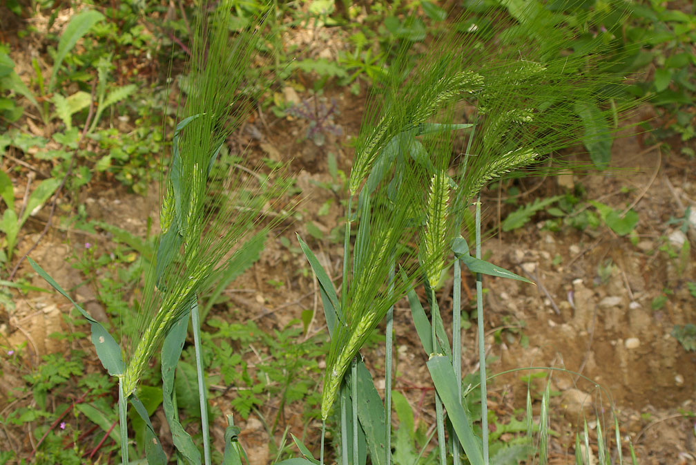 Triticum aestivum / Frumento tenero